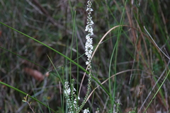 Epacris microphylla