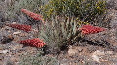 Aloe claviflora