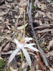 Caladenia