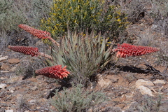 Aloe claviflora