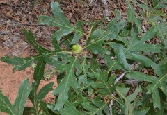 Quercus gambelii