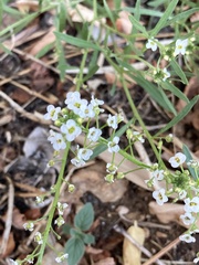 Lobularia maritima