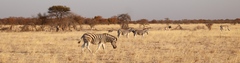 Equus quagga burchellii