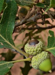 Quercus gambelii