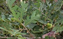 Quercus gambelii