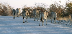 Equus quagga burchellii