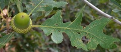 Quercus gambelii