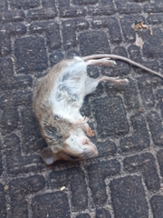 Apodemus flavicollis