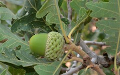 Quercus gambelii