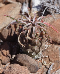 Euphorbia braunsii