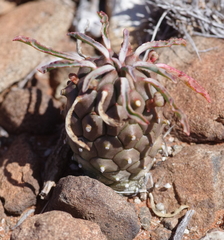 Euphorbia braunsii
