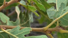 Quercus gambelii
