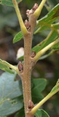 Quercus gambelii