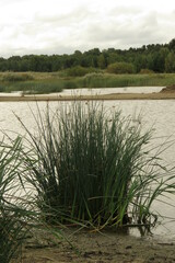 Schoenoplectus lacustris