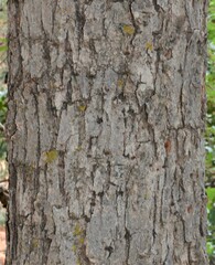 Quercus gambelii