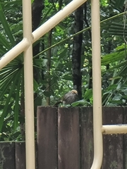 Pycnonotus zeylanicus