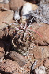 Euphorbia braunsii