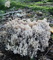 Clavulina cinerea