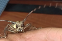 Batocera rufomaculata