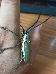 Batocera rufomaculata