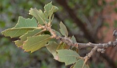 Quercus turbinella