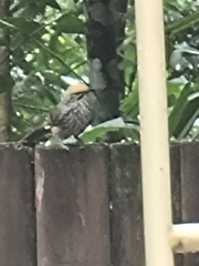 Pycnonotus zeylanicus