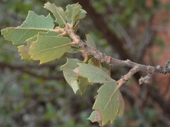Quercus turbinella