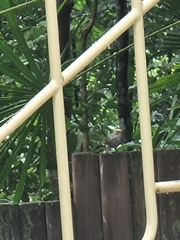 Pycnonotus zeylanicus