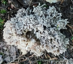 Clavulina cinerea