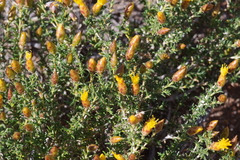 Pteronia