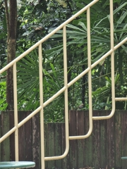 Pycnonotus zeylanicus