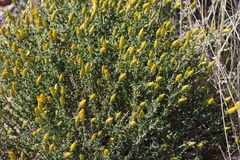 Pteronia