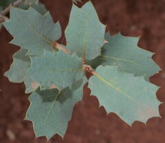 Quercus turbinella