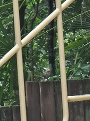 Pycnonotus zeylanicus