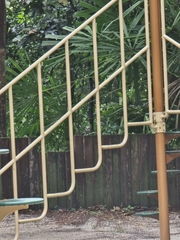 Pycnonotus zeylanicus