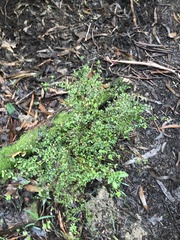 Coprosma quadrifida
