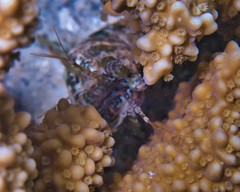 Pseudosquilla ciliata