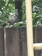 Pycnonotus zeylanicus