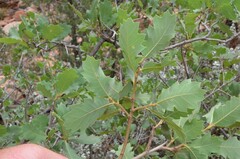 Quercus turbinella