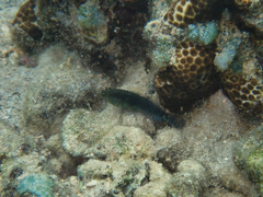 Asterropteryx semipunctata