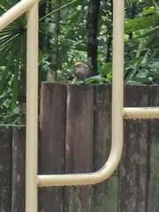 Pycnonotus zeylanicus