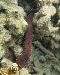 Holothuria flavomaculata