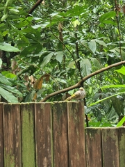 Pycnonotus zeylanicus