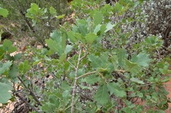 Quercus turbinella