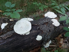 Polyporaceae