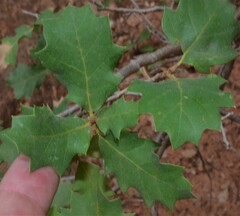 Quercus turbinella