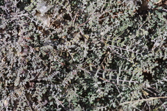 Lessertia frutescens