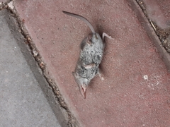 Crocidura suaveolens