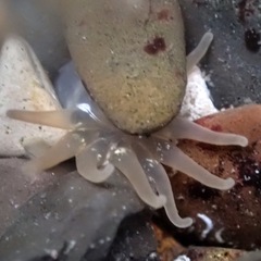 Halcampa decemtentaculata