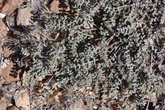 Lessertia frutescens